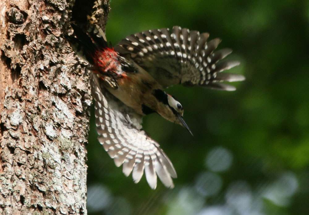 GS. Woodpecker by John Elvin at arlington