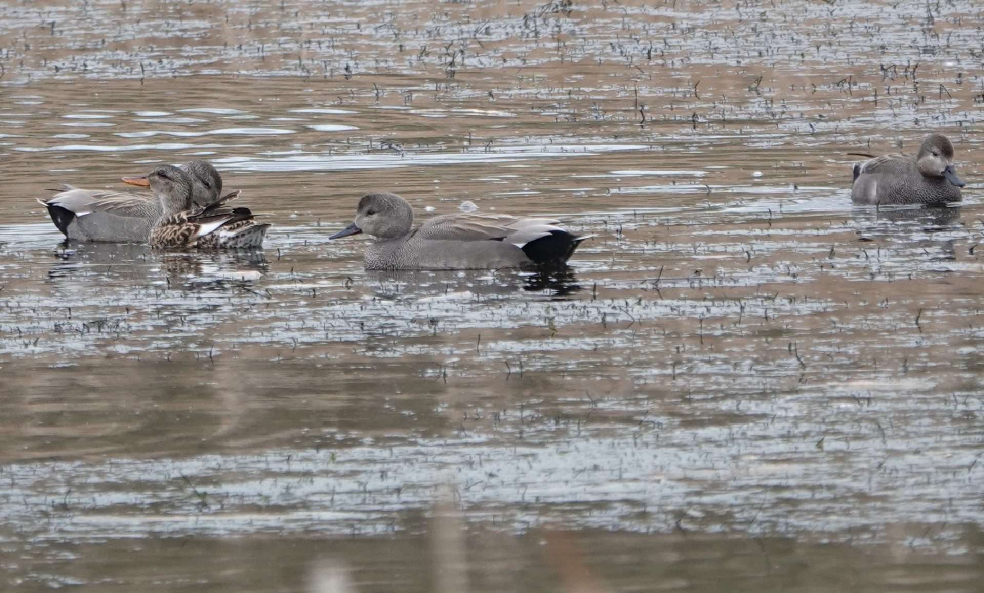 Gadwall by Paul Howrihane at Wrafton Pond