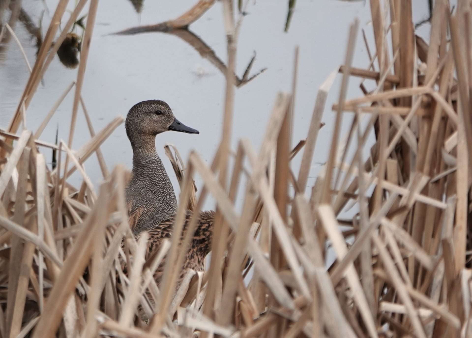 Gadwall by Paul Howrihane at Wrafton Pond