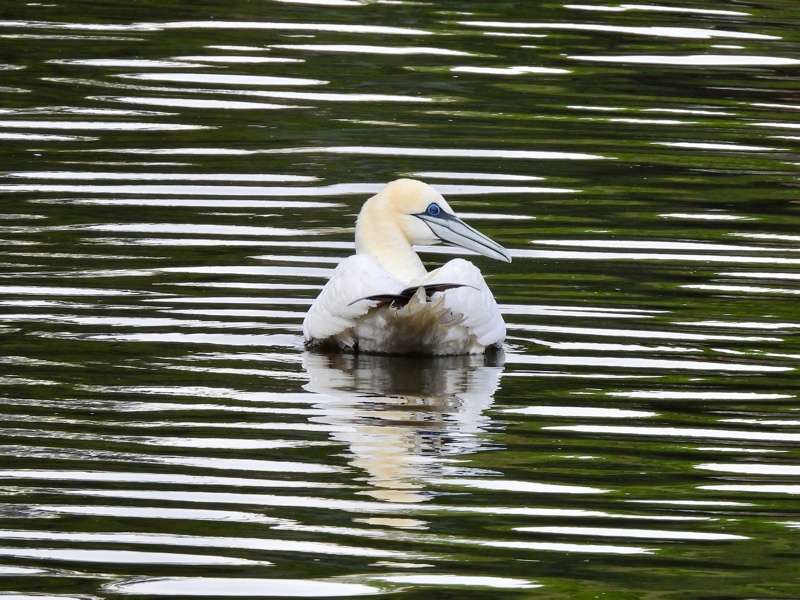 Gannet by Elizabeth Mulgrew at Saltram