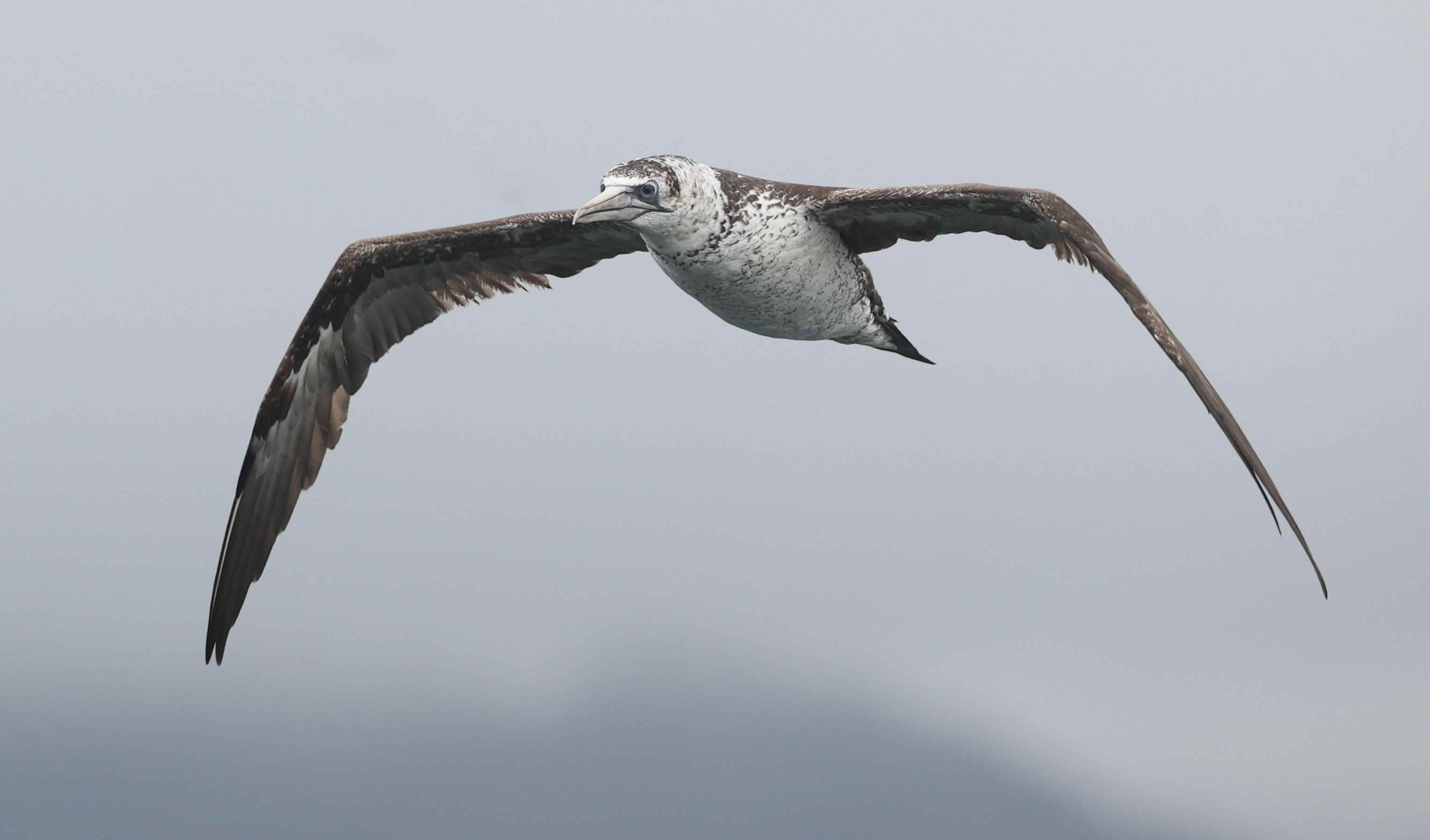 Gannet by Steve Hopper at Torbay