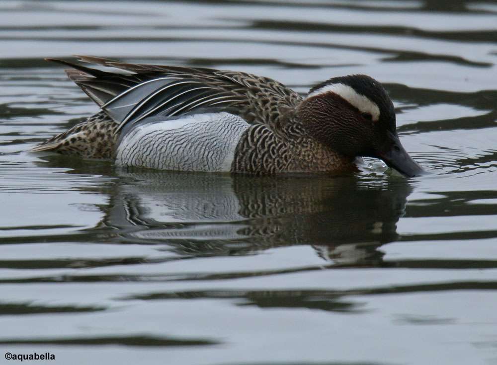 Garganey by Miriam Hass at Stover