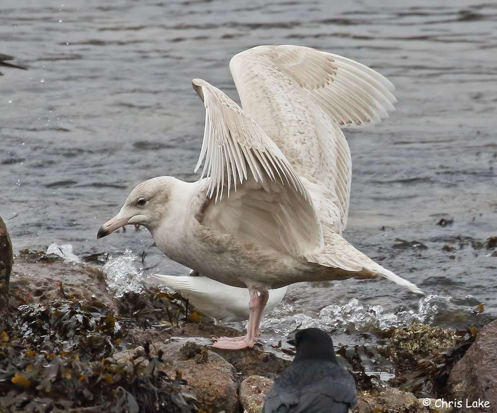 Glaucous Gull by Christopher Lake at Broadsands