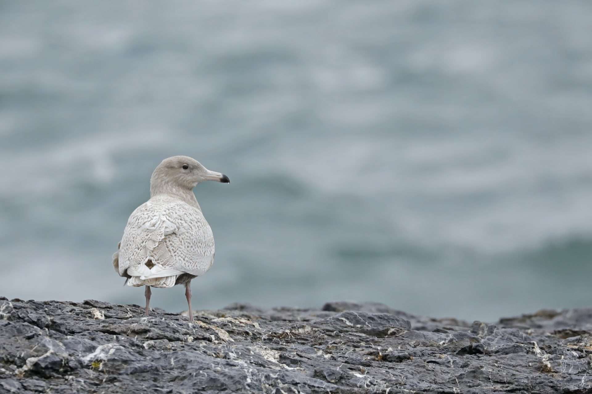 Glaucous Gull by Ian Loyd at Hope's Nose