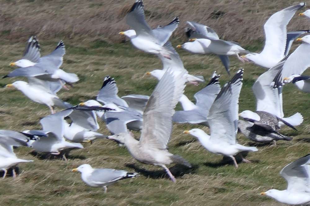 Glaucous Gull by Martin Thorne at Lundy