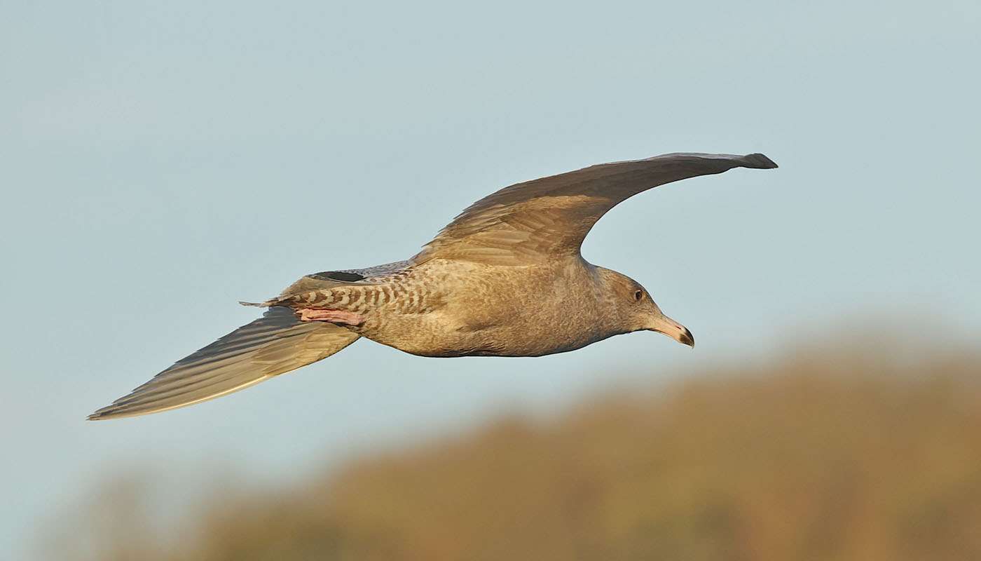 Glaucous Gull by Steve Hopper at Hopes Nose