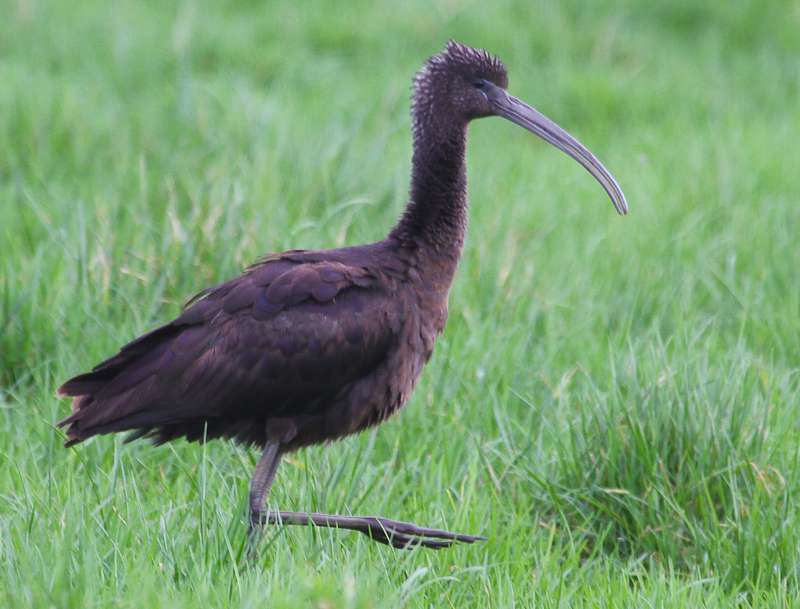 Glossy Ibis by Alan Livsey at Exminster Marsh