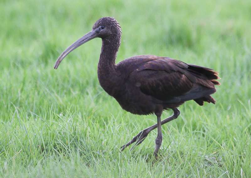 Glossy Ibis by Alan Livsey at Exminster Marsh