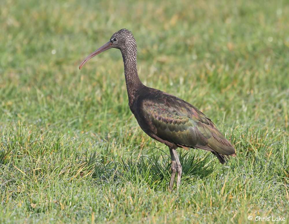 Glossy Ibis by Christopher Lake at Clennon Valley