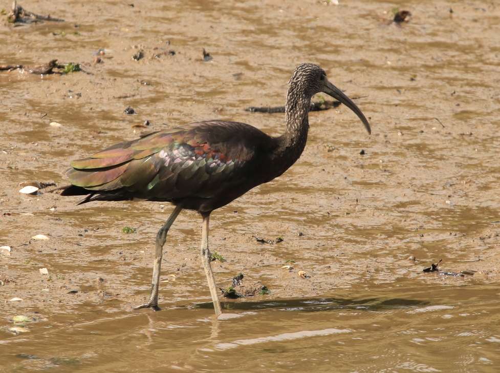 Glossy Ibis by Dave Paterson at Fremington Pill