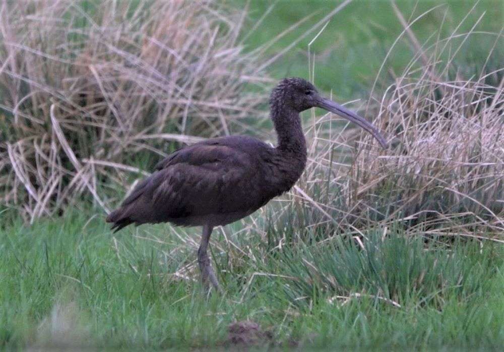 Glossy Ibis by John Reeves at Exminster Marshes RSPB Reserve