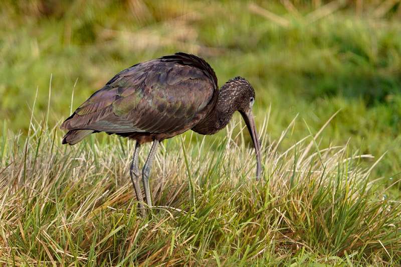 Glossy Ibis by Keith Mcginn at Exminster marshes