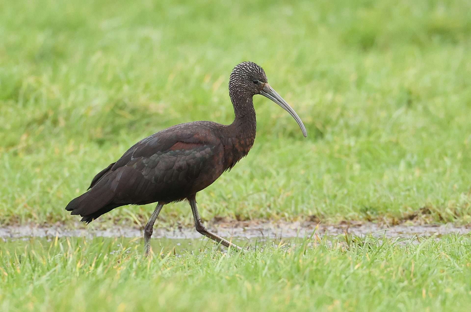 Glossy Ibis by Steve Hopper at Paignton