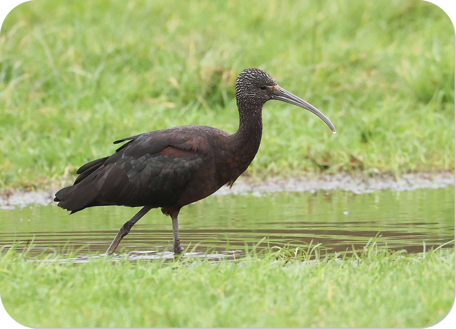 Glossy Ibis by Steve Hopper at Paignton