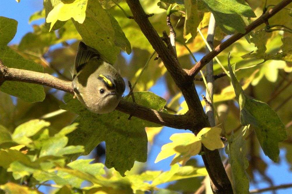 Goldcrest by John Reeves at Escot Park