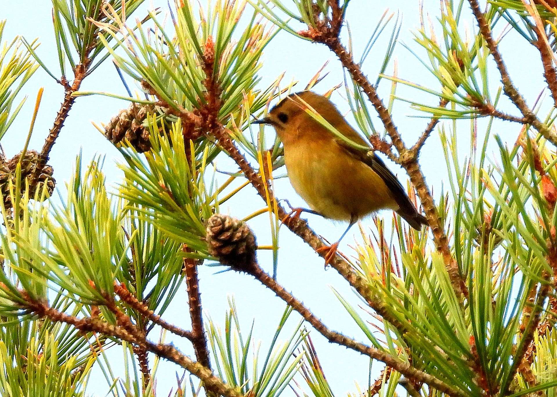 Goldcrest by Kenneth Bradley at Ideford Common