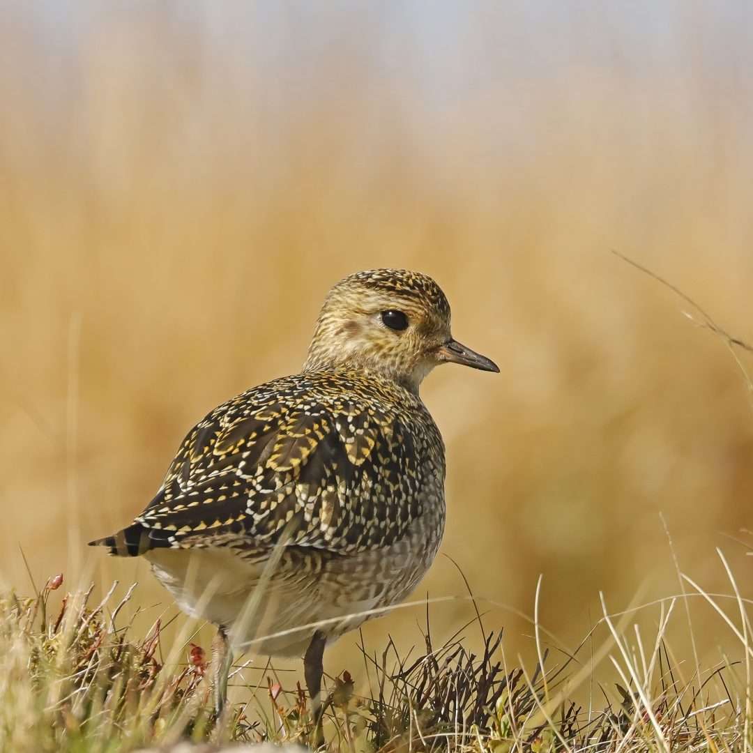 Golden Plover by Ian Loyd at Avon Dam