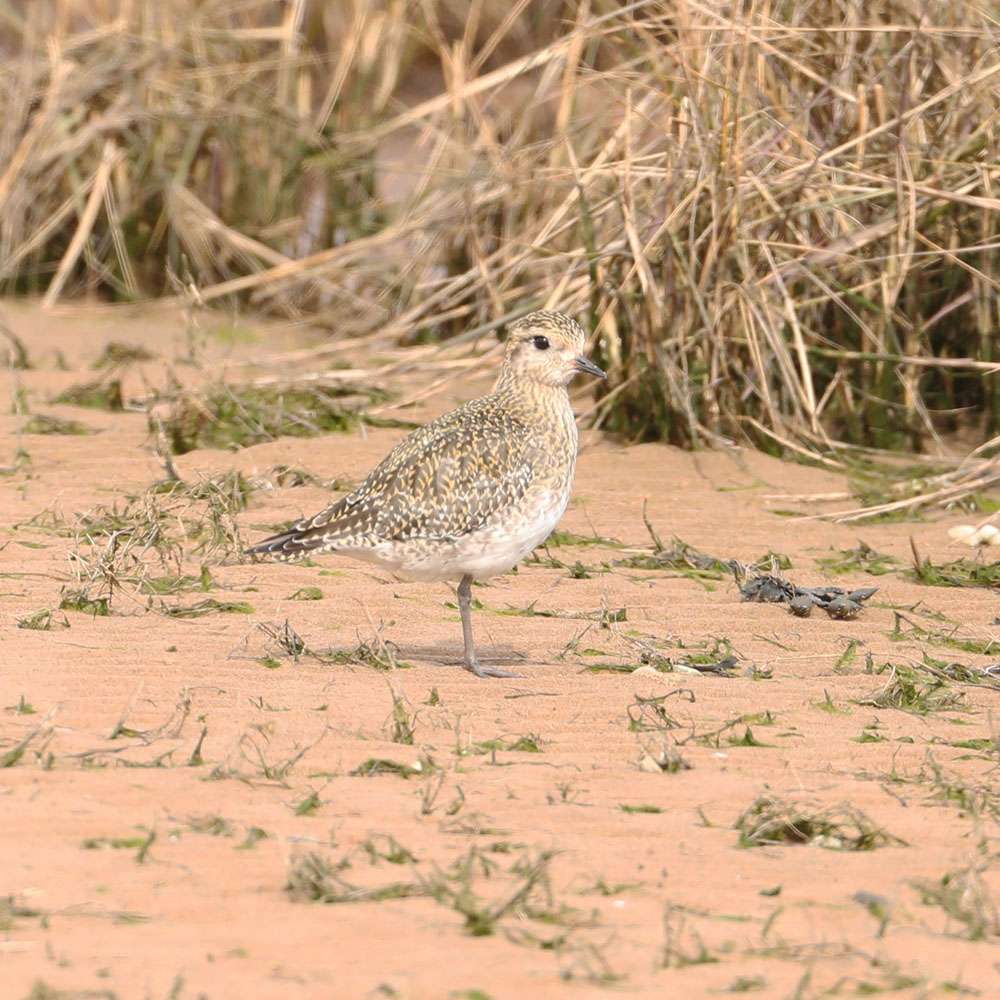 Golden Plover by Steve Hopper at Dawlish Warren