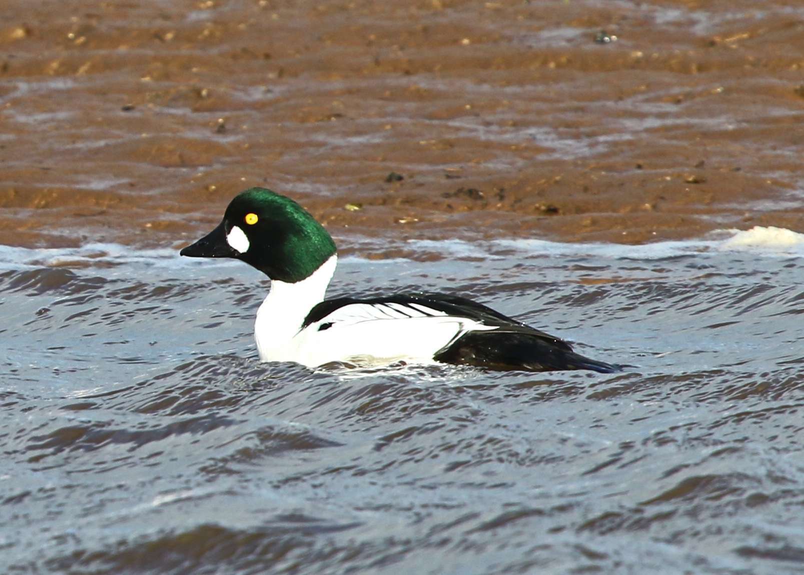 Goldeneye by Derek Carter at Exe Estuary Topsham
