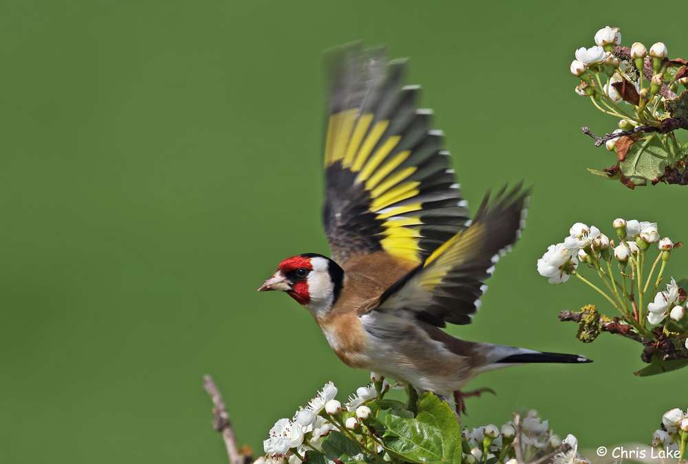 Goldfinch by Christopher Lake at Broadsands