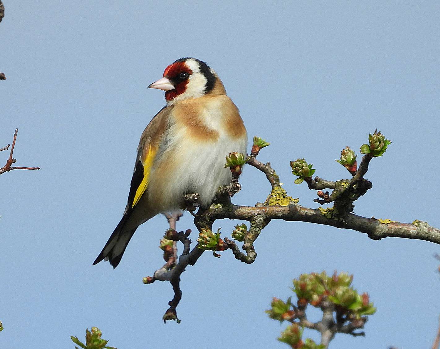Goldfinch by Kenneth Bradley at Exminster marshes RSPB