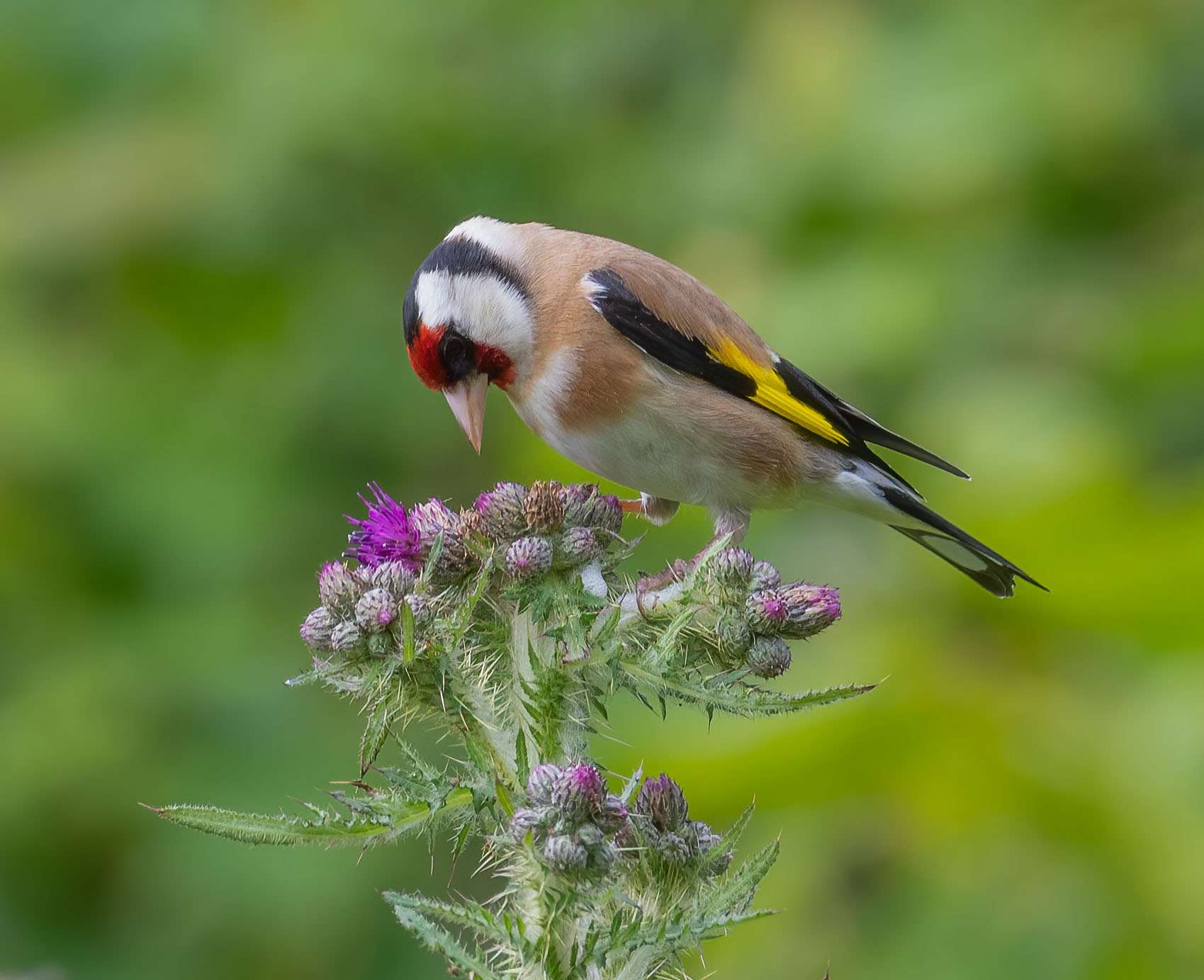 Goldfinch by Mark Sturman at Parke N.T.