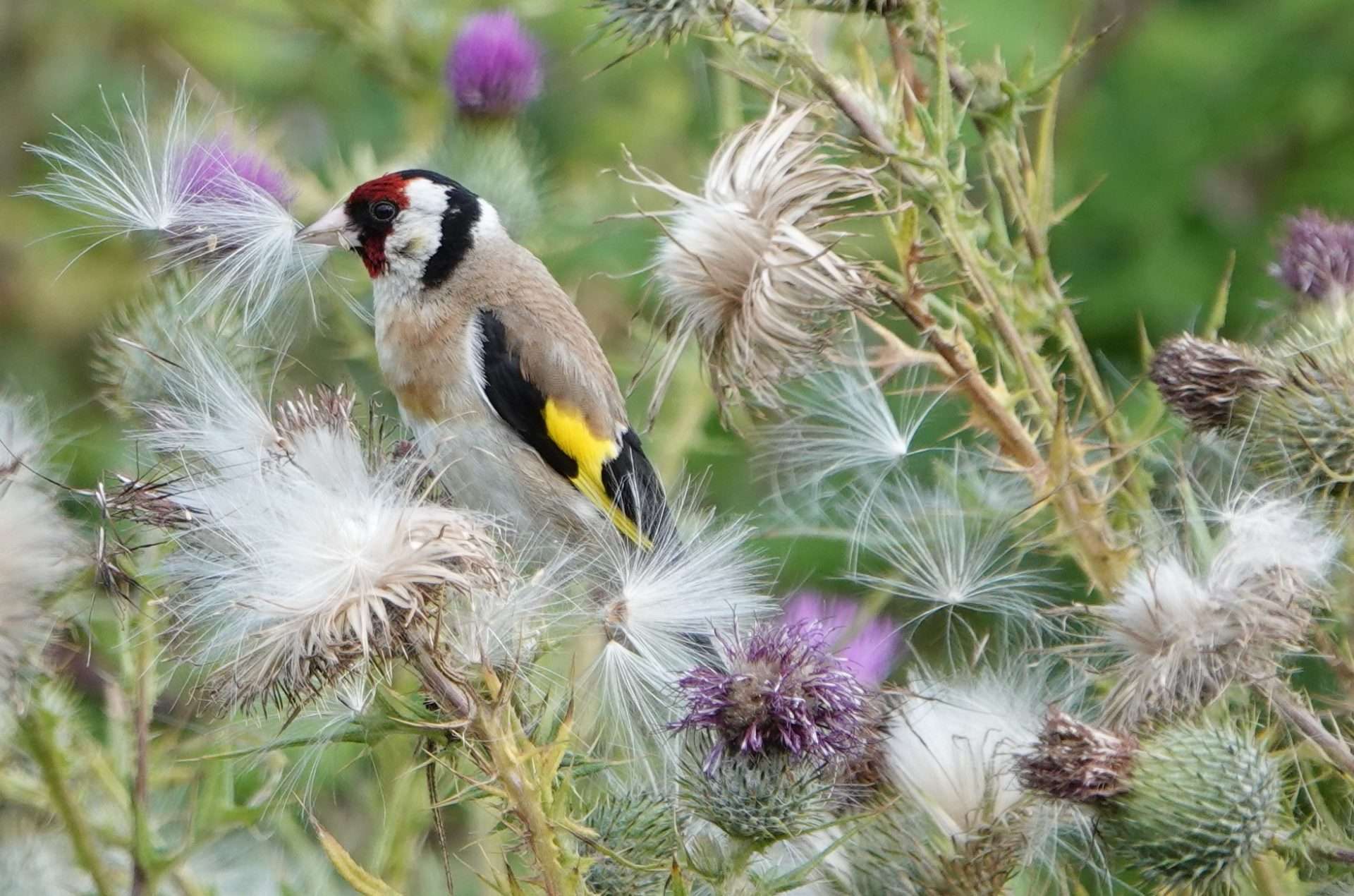 Goldfinch by Paul Howrihane at Exminster Marshes