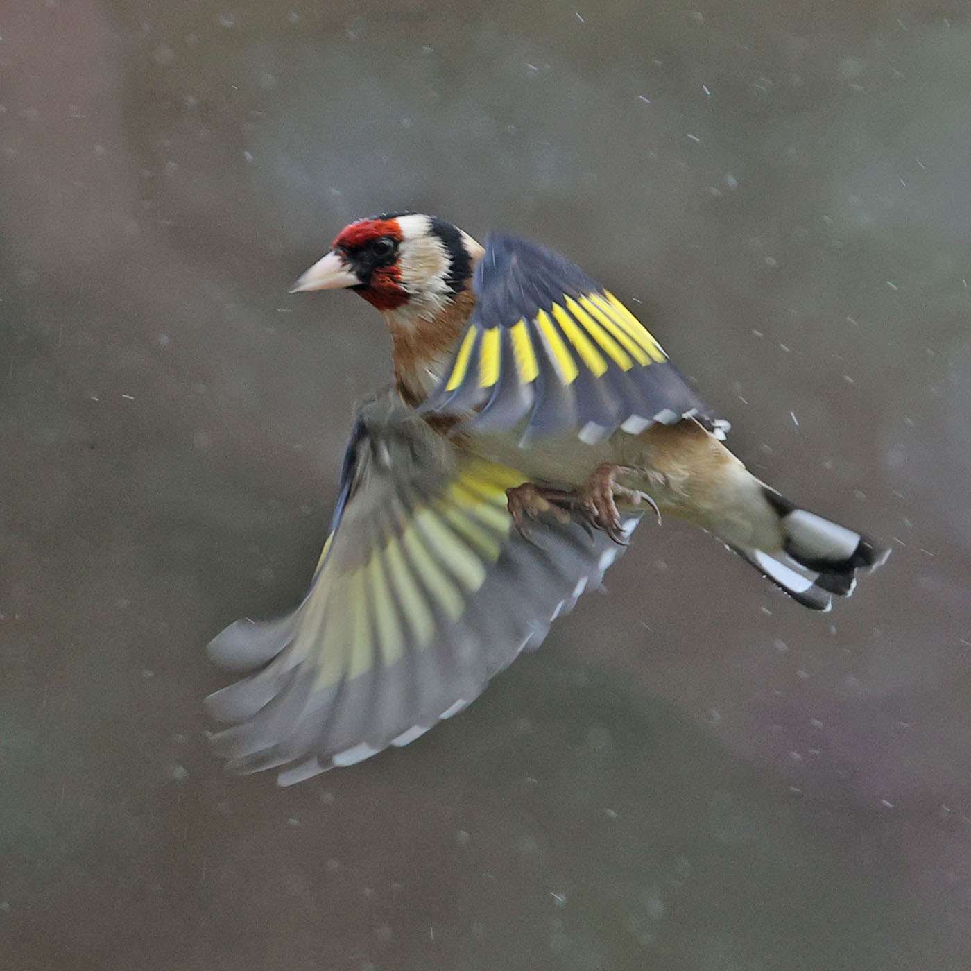 Goldfinch by Steve Hopper at South Brent