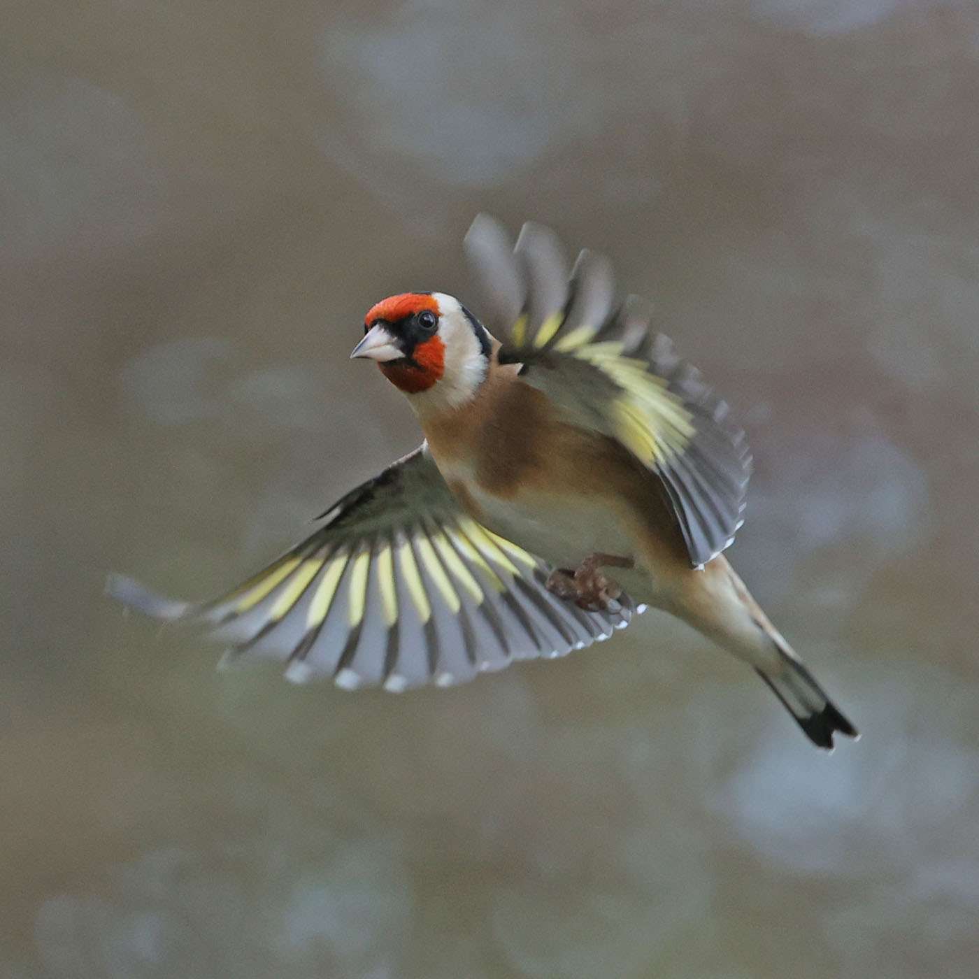 Goldfinch by Steve Hopper at South Brent