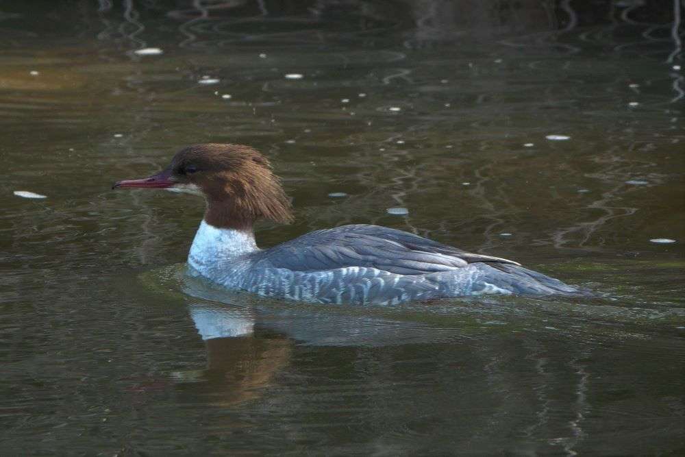 Goosander by John Reeves at River Otter