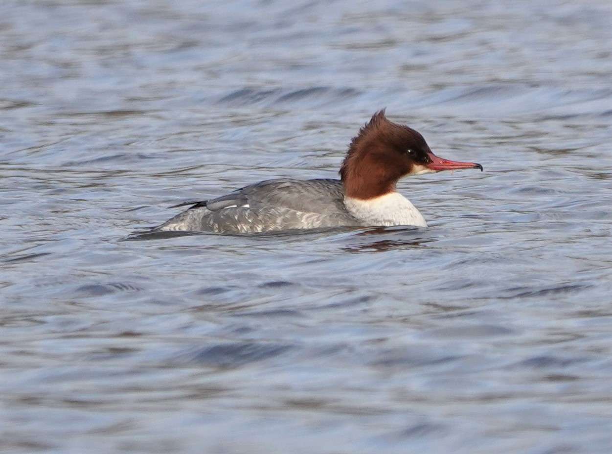Goosander at Lower Tamar Lake by Paul Howrihane - Devon Birds