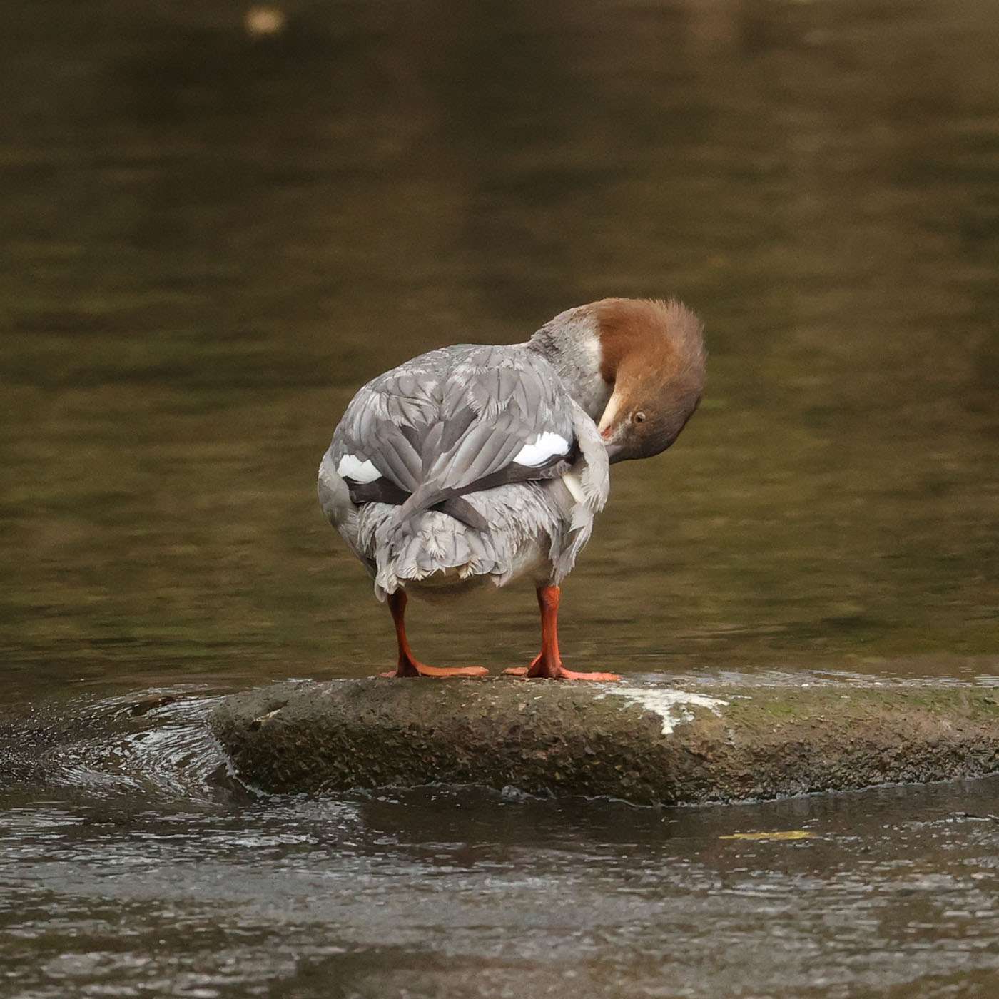 Goosander by Steve Hopper at Tuckenhay
