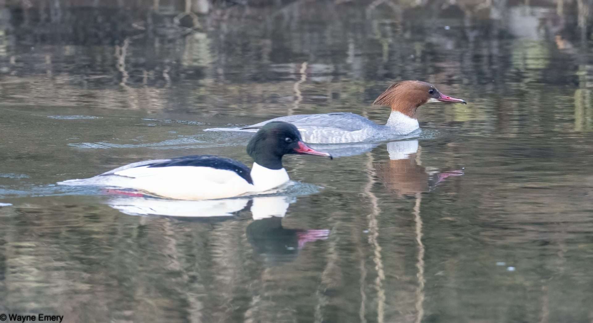 Goosander by Wayne Emery at River Plym
