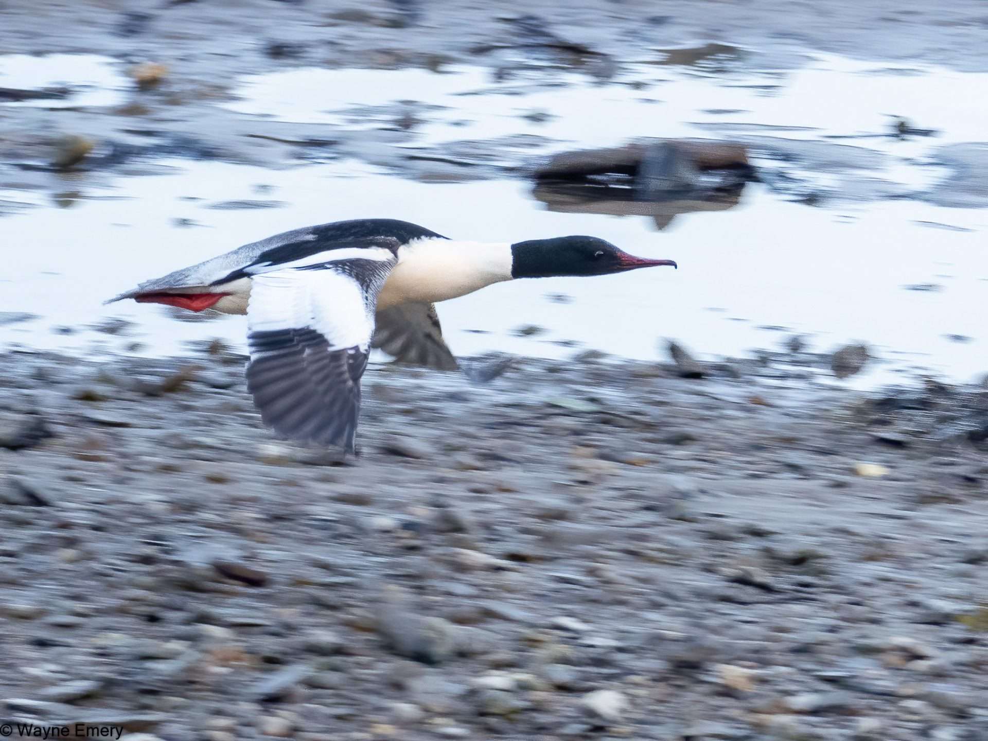 Goosander by Wayne Emery at River Plym