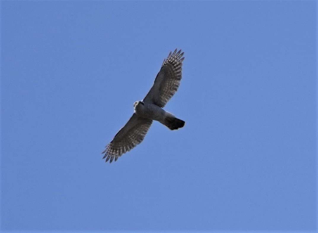 Goshawk by Paul Howrihane at North Devon
