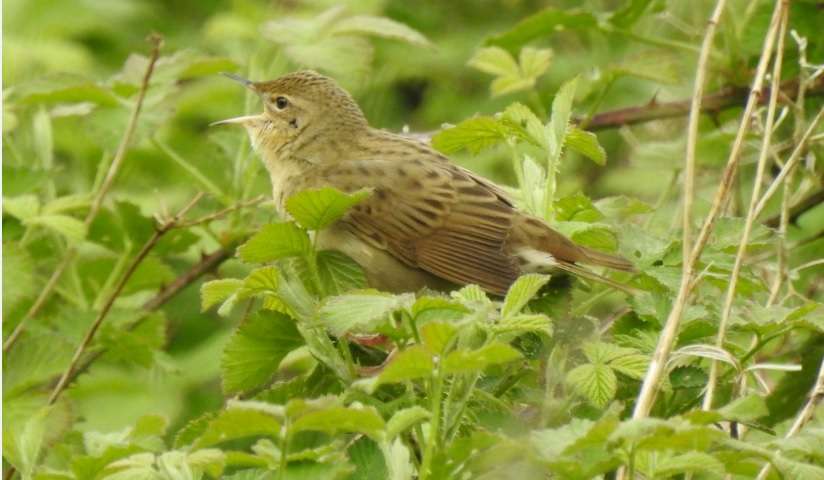 Grasshopper Warbler by Paul Howrihane at Bude Towpath
