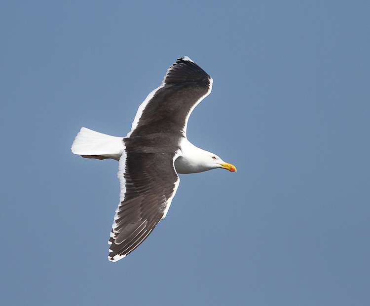 Great Black-backed Gull by Alan Livsey at Berry Head