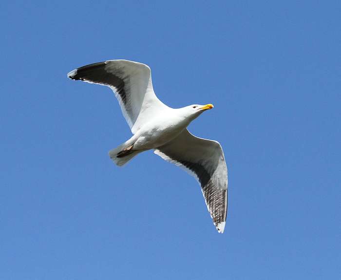Great Black-backed Gull by Alan Livsey at Tamar estuary