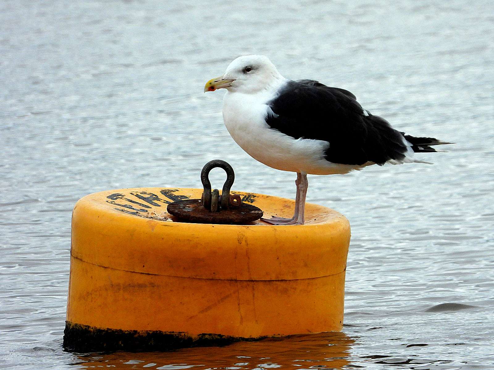 Great Black-backed Gull by Kenneth Bradley at Exminster marshes RSPB