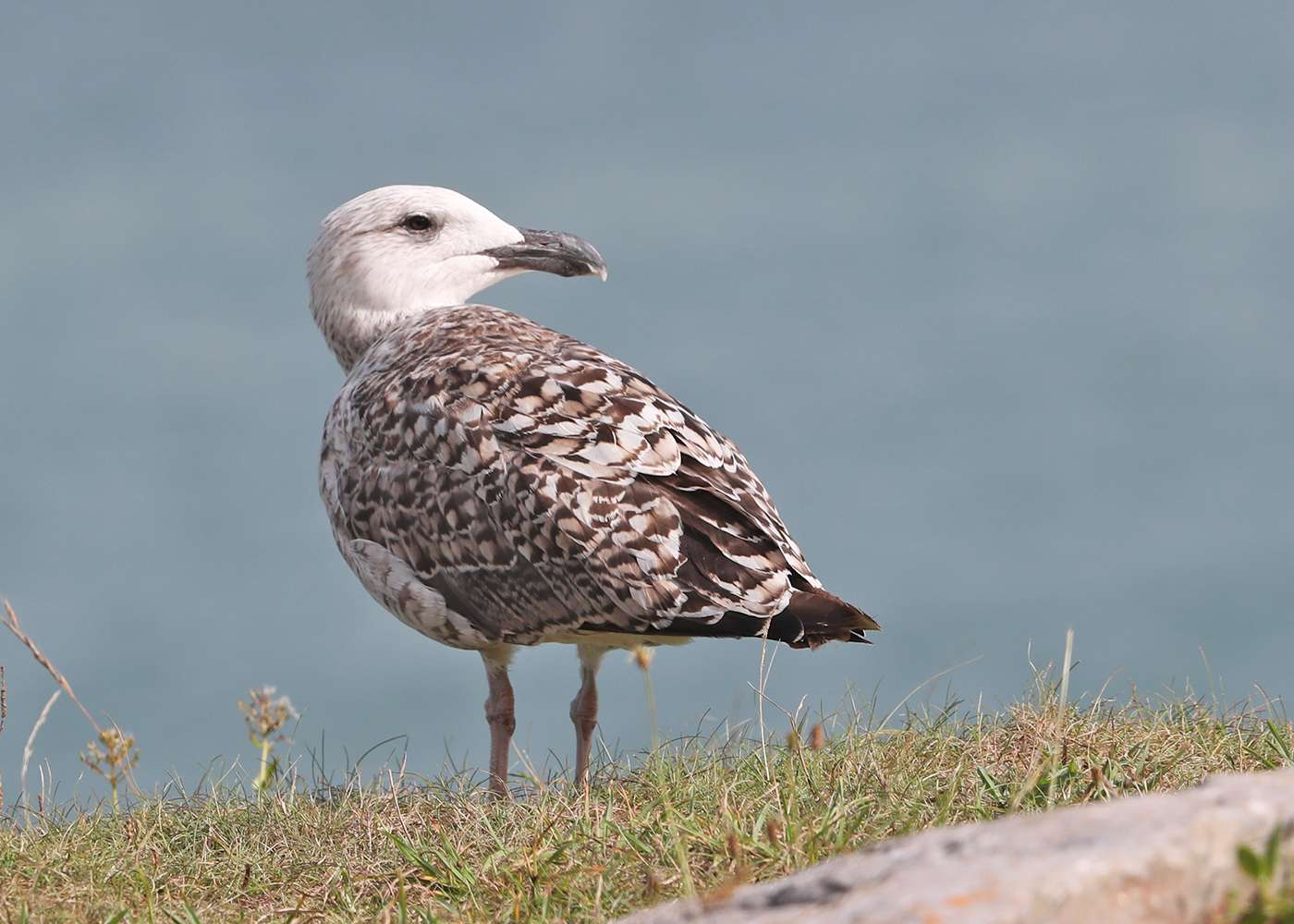 Great Black-backed Gull by Steve Hopper at Berry Head