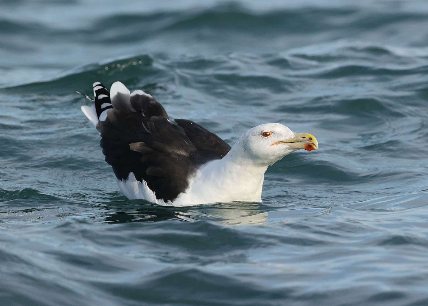 Great Black-backed Gull by Steve Hopper at Torbay