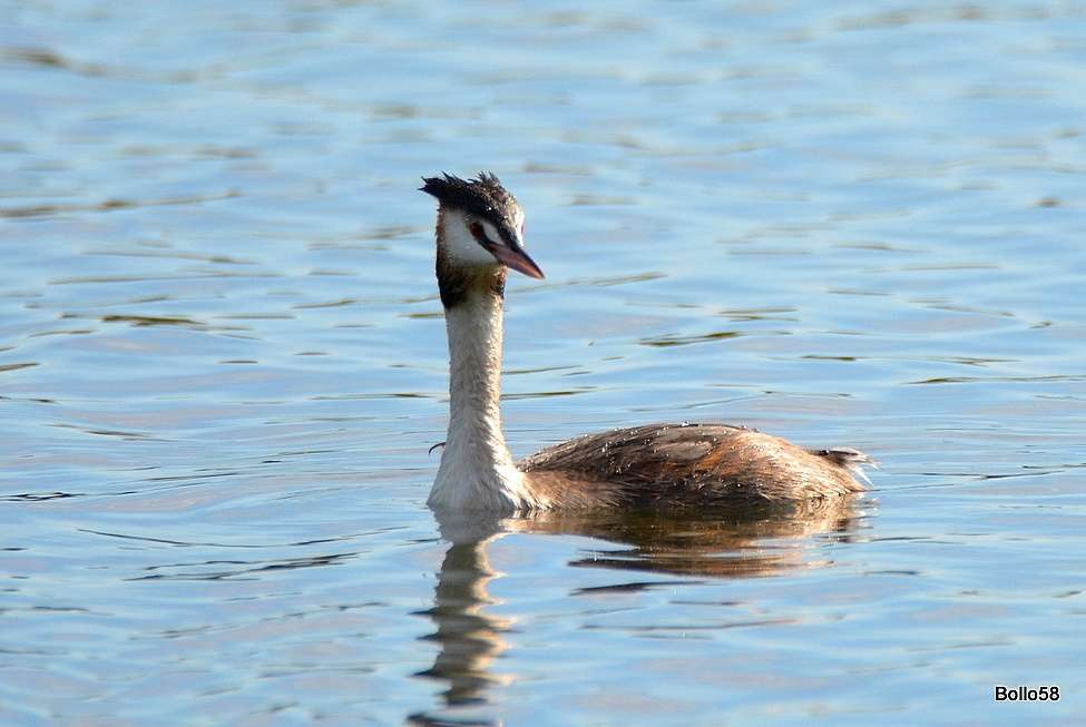 Great Crested Grebe by Chris Bollen at Slapton Ley