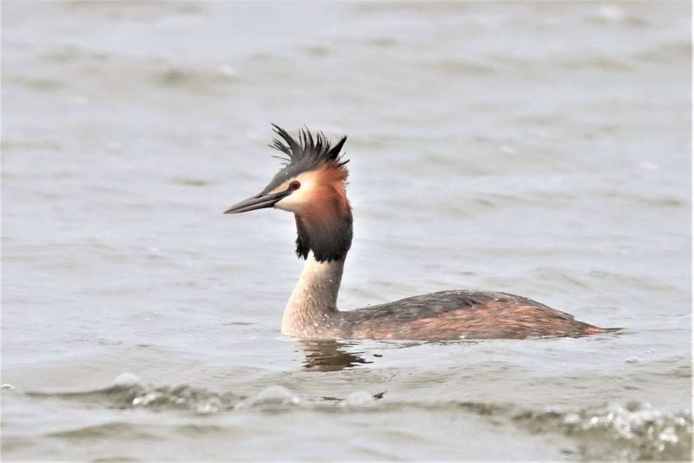 Great Crested Grebe by David Batten at Slapton Ley