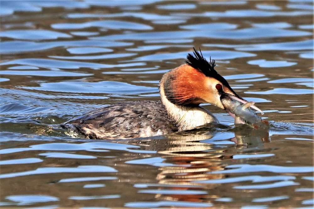 Great Crested Grebe by David Batten at Stover Country Park