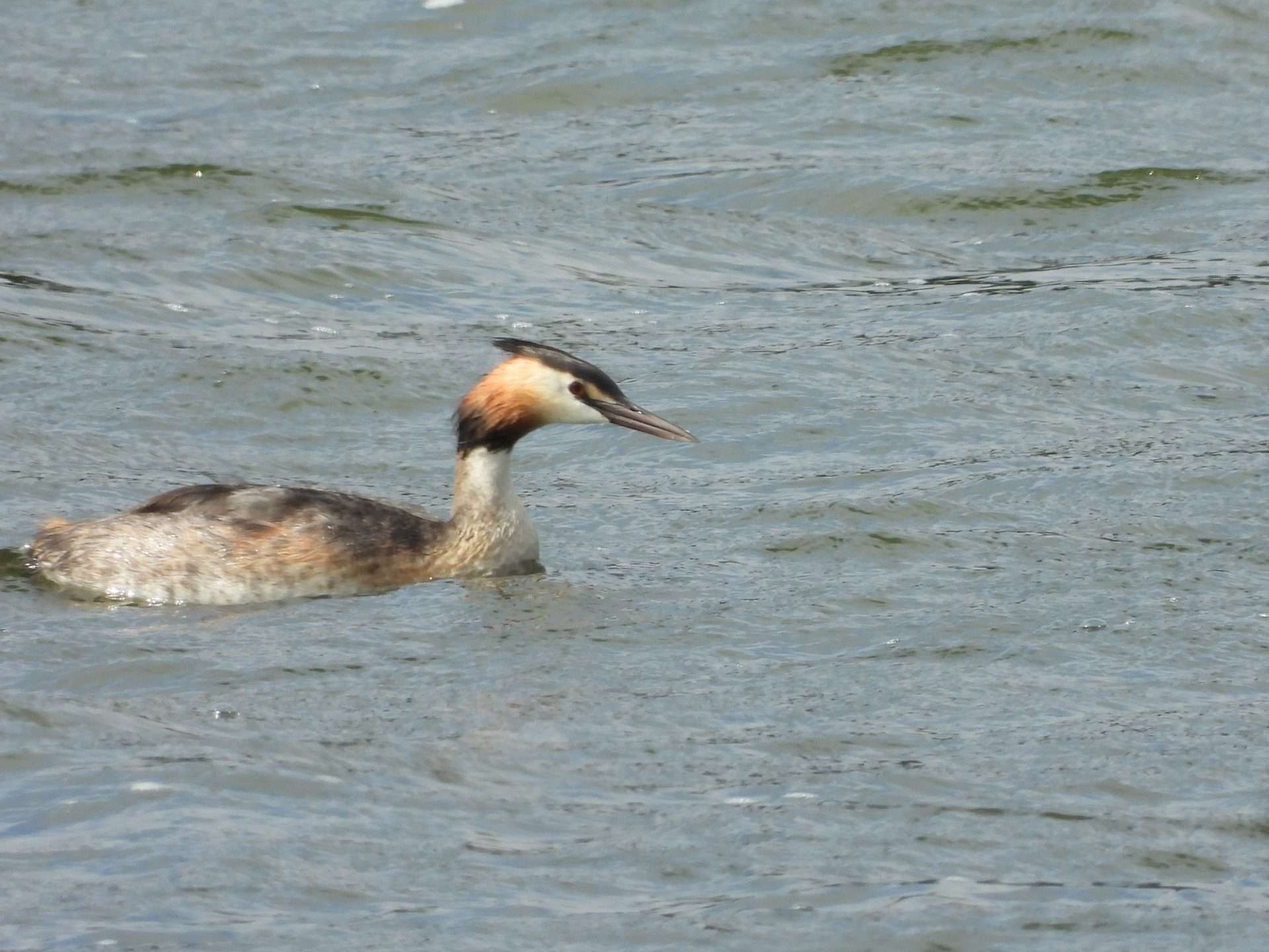 Great Crested Grebe by Kenneth Bradley at Slapton