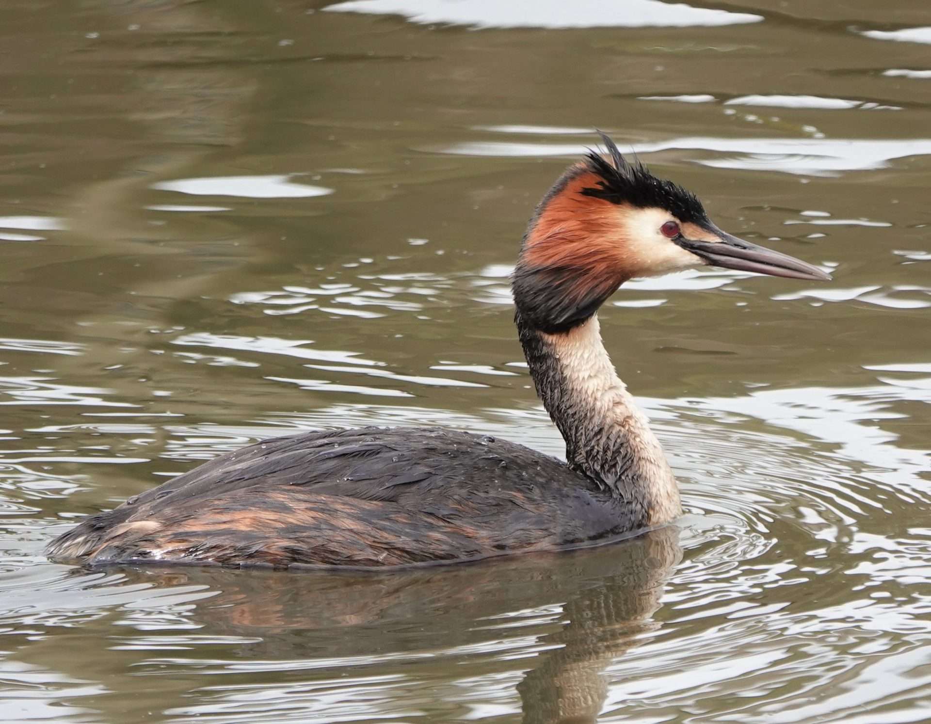 Great Crested Grebe by Paul Howrihane at Lower Tamar Lake