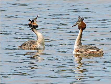 Great Crested grebe by Ron Champion at Stover C.P.