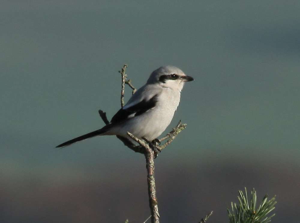 Great Grey Shrike by Chris Proctor at Colaton Raleigh