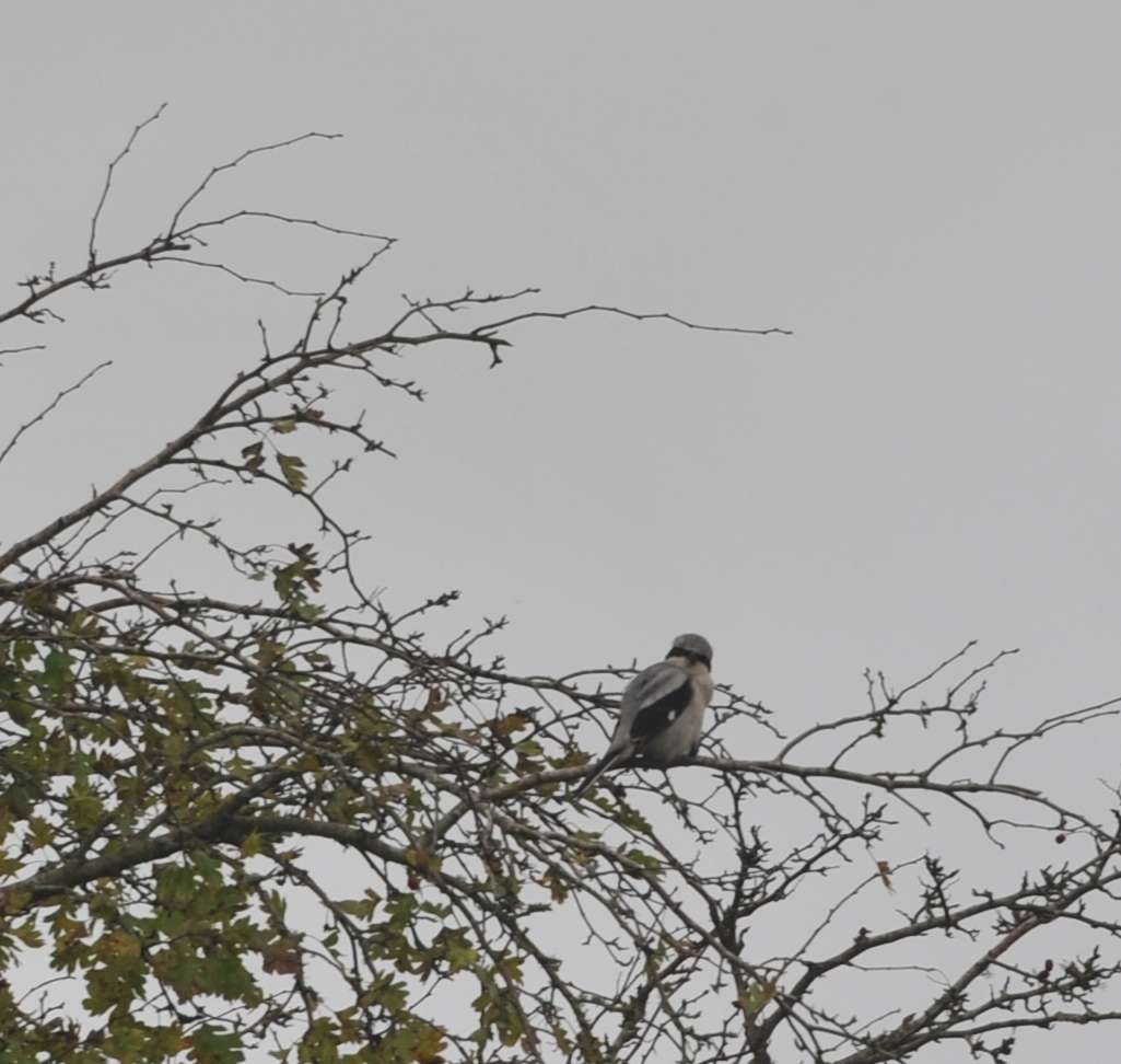 Great Grey Shrike by Sharon Forester at Exbourne area