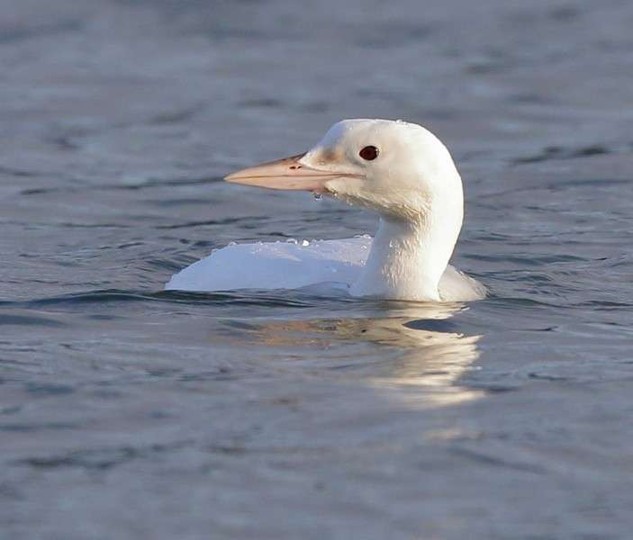 Great Northern Diver by Alan Doidge at Salcombe